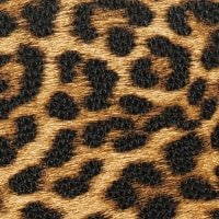 Solapa - Leopardo