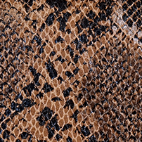 Solapa - Serpiente multicolor